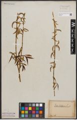 Foto von Salix babylonica L.